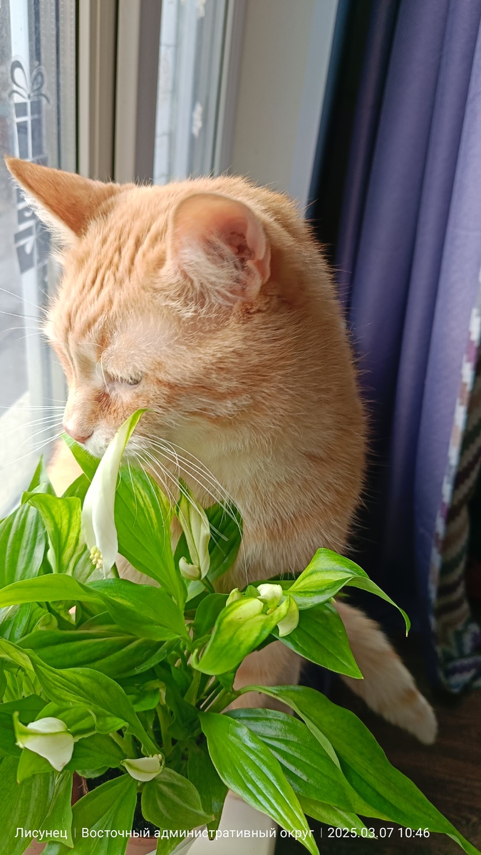 Фото автора. Я им всем благодарна что они у меня есть. Что приняли меня в свою стаю, что отвечают взаимностью.