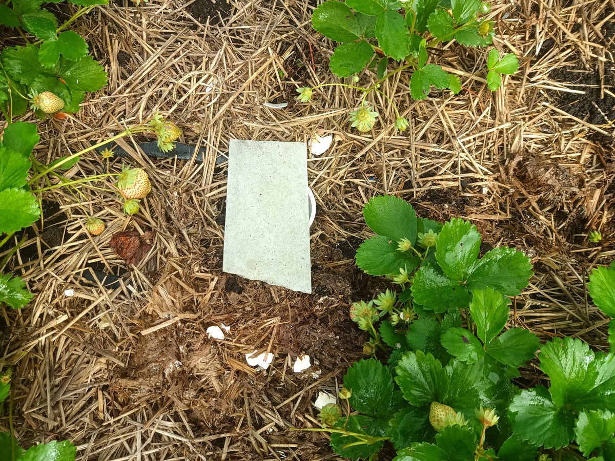 Стаканчик закрываем крышкой