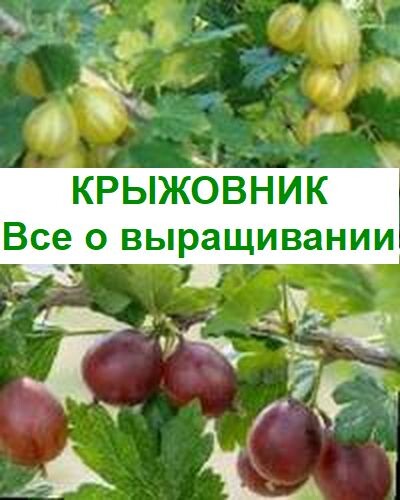 крыжовник в саду