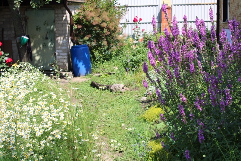 Дербенник в середине июля. Вместе с ромашкой словно создают ворота перед входом в огород