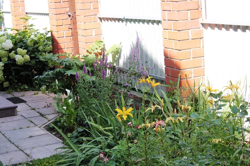 Дербенник иволистный в полутени. Июль. Авторское фото