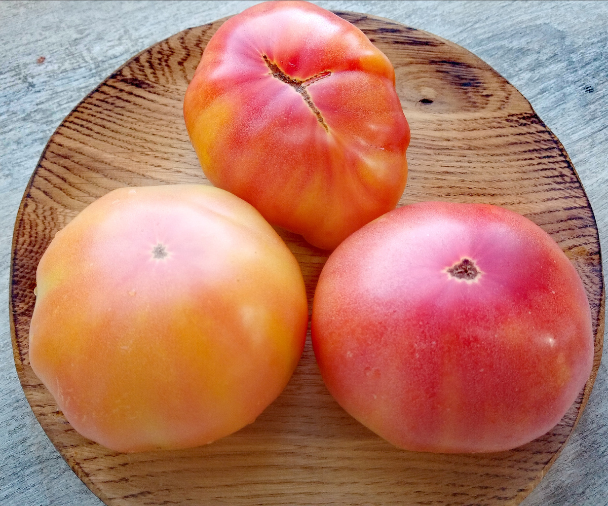 Фото автора от 11.08.2025г. Групповой портрет плодов томата Семиречье биколор крупный.