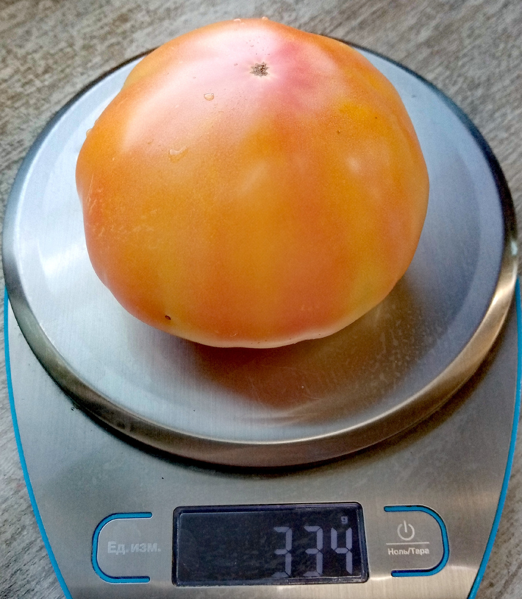 Фото автора от 11.08.2025г. Вес плода 334 грамма.