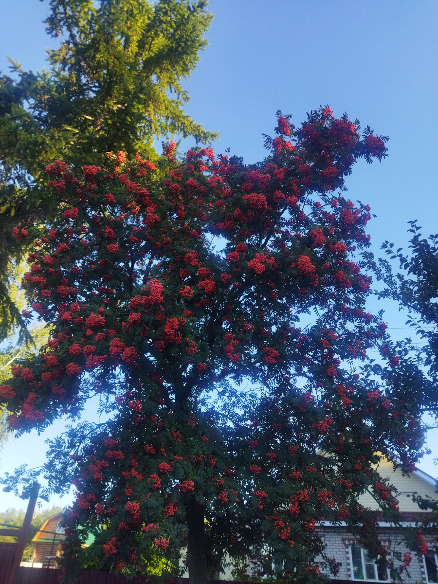 Вот она какая рябина в живую на моей улице