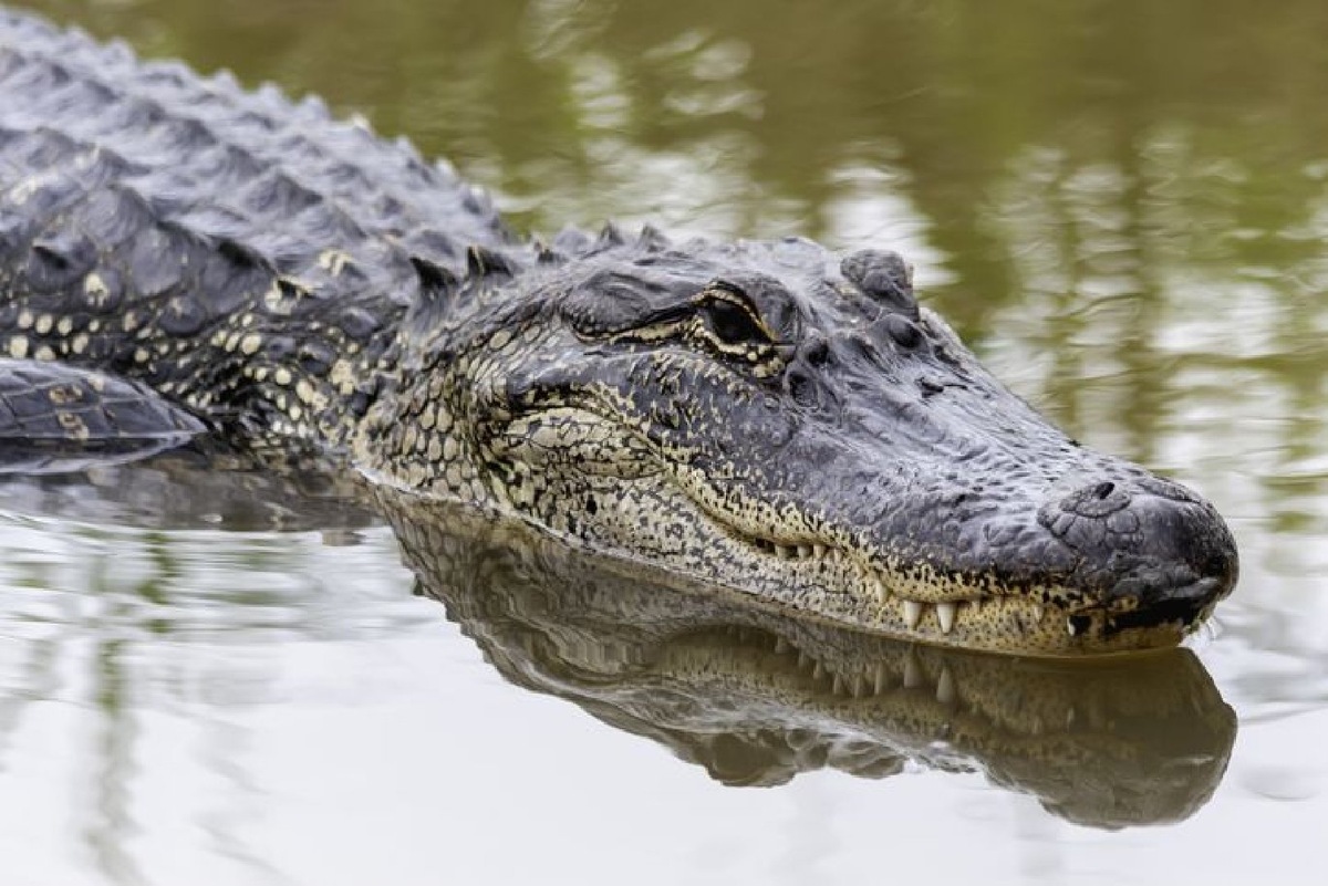    Фото: iStock/Cindy Larson