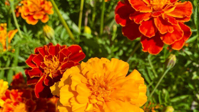 Фото: Александр Дрозденко/telegram