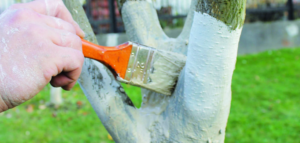 Для защиты дерева от насекомых все используют самые разные средства