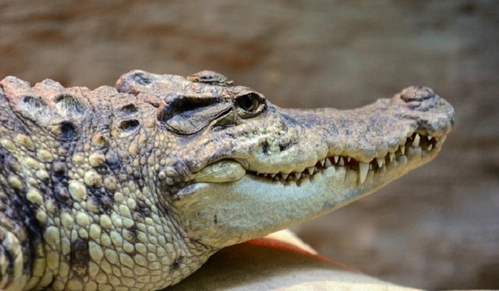    Без крокодила в ванне и скорпиона на кухне