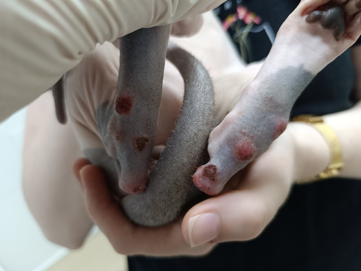 Фото взято из группы ветеринарного врача.