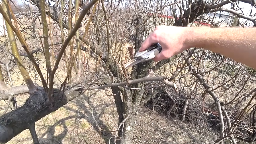 Резал волчки 8 лет и потерял 62% урожая. Теперь формирую из них плодовые ветки