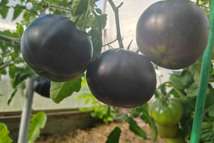    Фото предоставлены VN.ru Ириной Сердюк