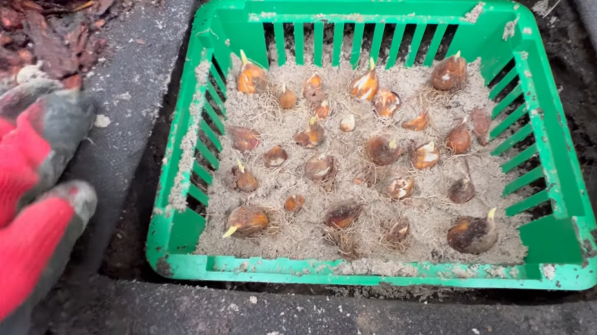 Освоил глубокую посадку луковиц на 18 см вглубь. Забыл про выкапывание тюльпанов на 5 лет вперед