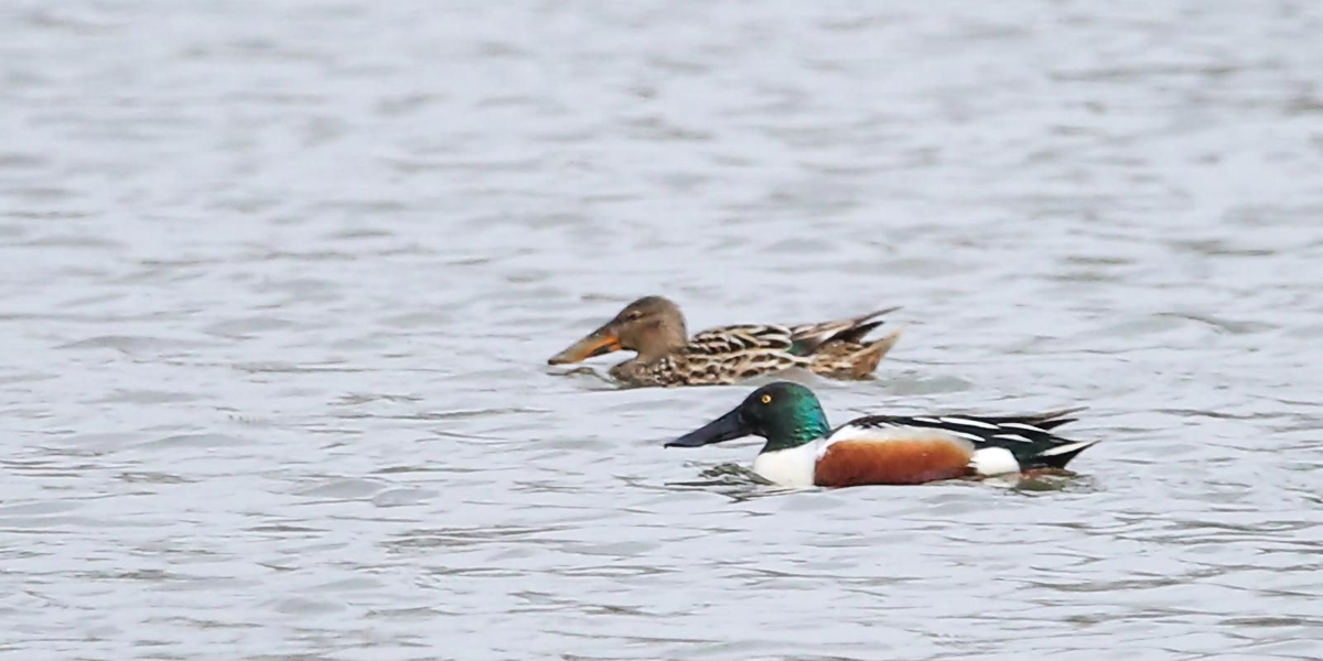 Самец и самка широконоски