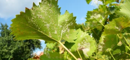 Настоящая мучнистая роса винограда. Фото из открытых источников