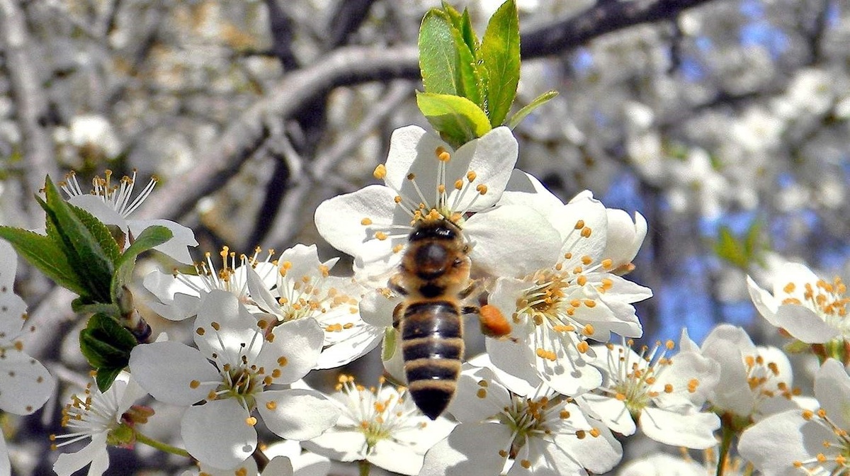 Опыление сада пчелами