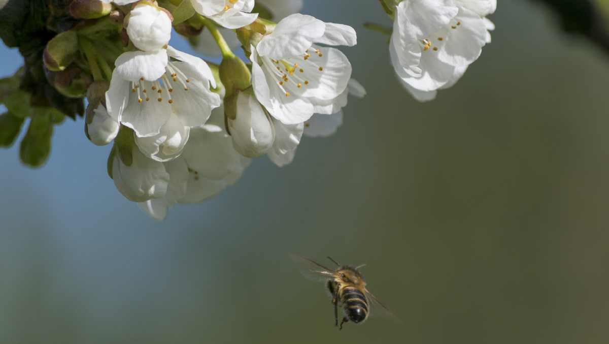 Пчелы в саду