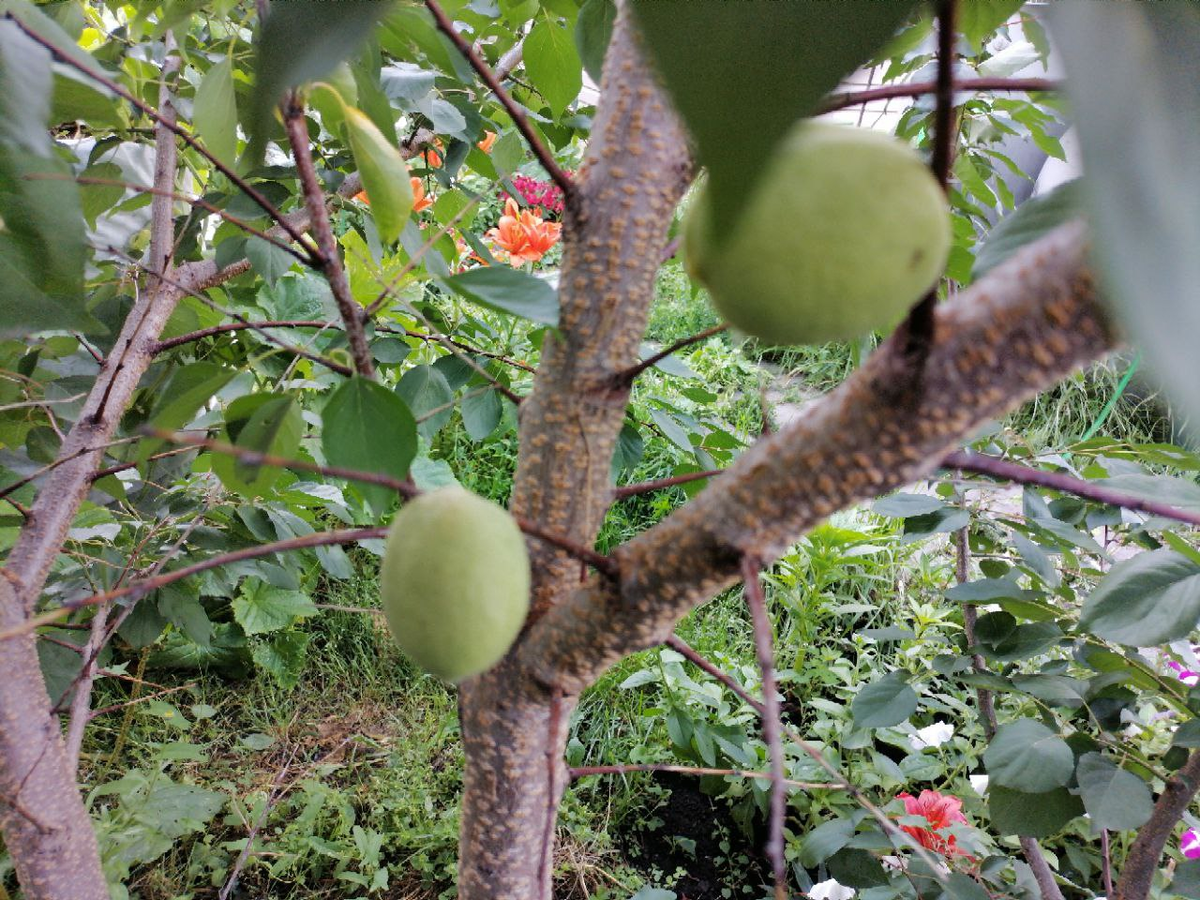 Абрикос Саратовский рубин, первые плоды в Сибири, широта Новосибирска, фото автора