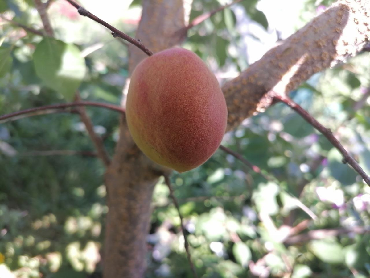 Абрикос созрел, сладкий 👍, фото автора