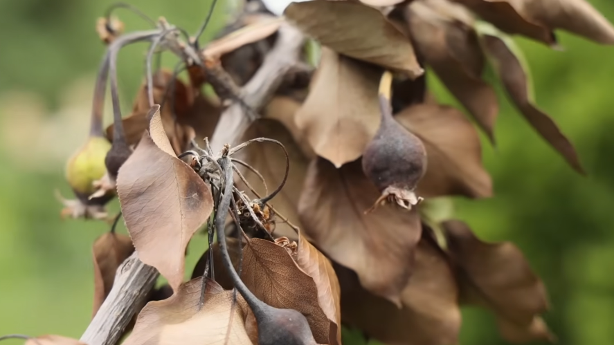 Выбираю препарат для сада по правилу "20-80". Медный жжет листву, железный защищает корни