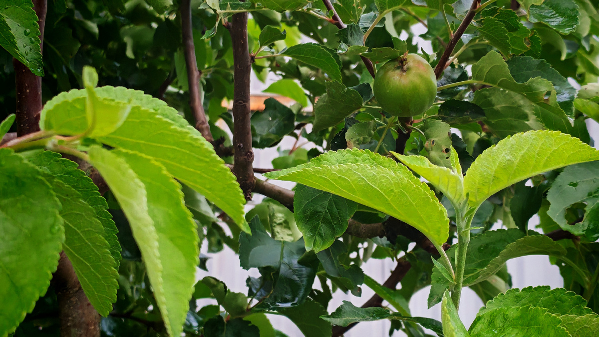 В сентябре листья еще активно работают - любой ожог критичен для дерева