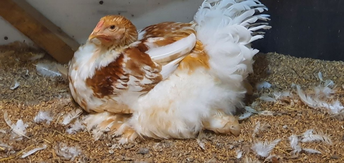 Линька — естественный процесс замены старых перьев на новые