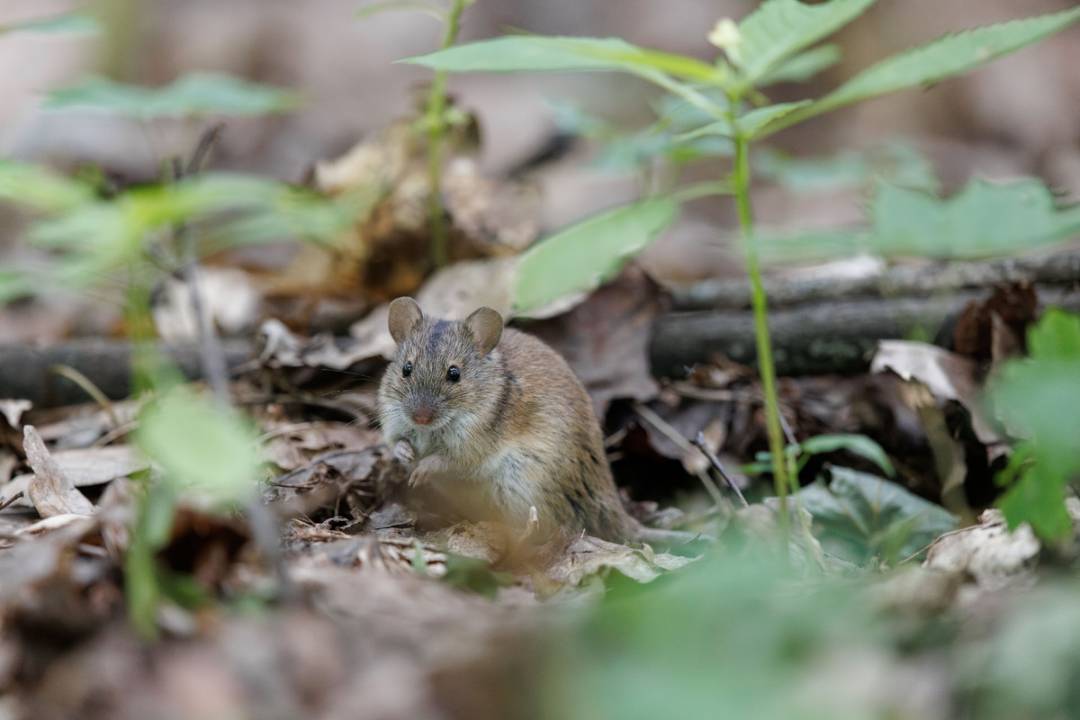 Мышь-полевка