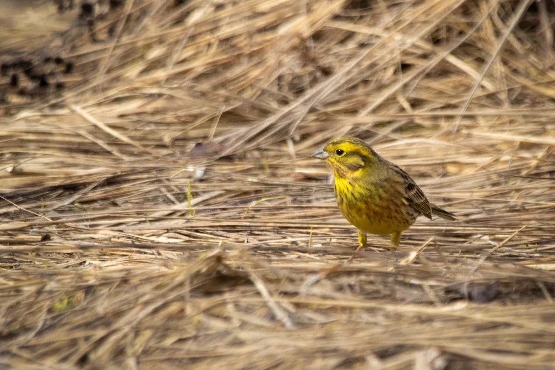 Обыкновенная овсянка