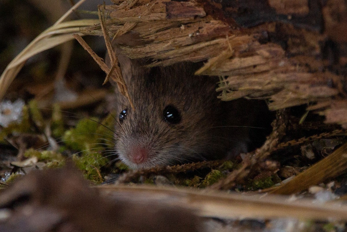 Мышь-полевка