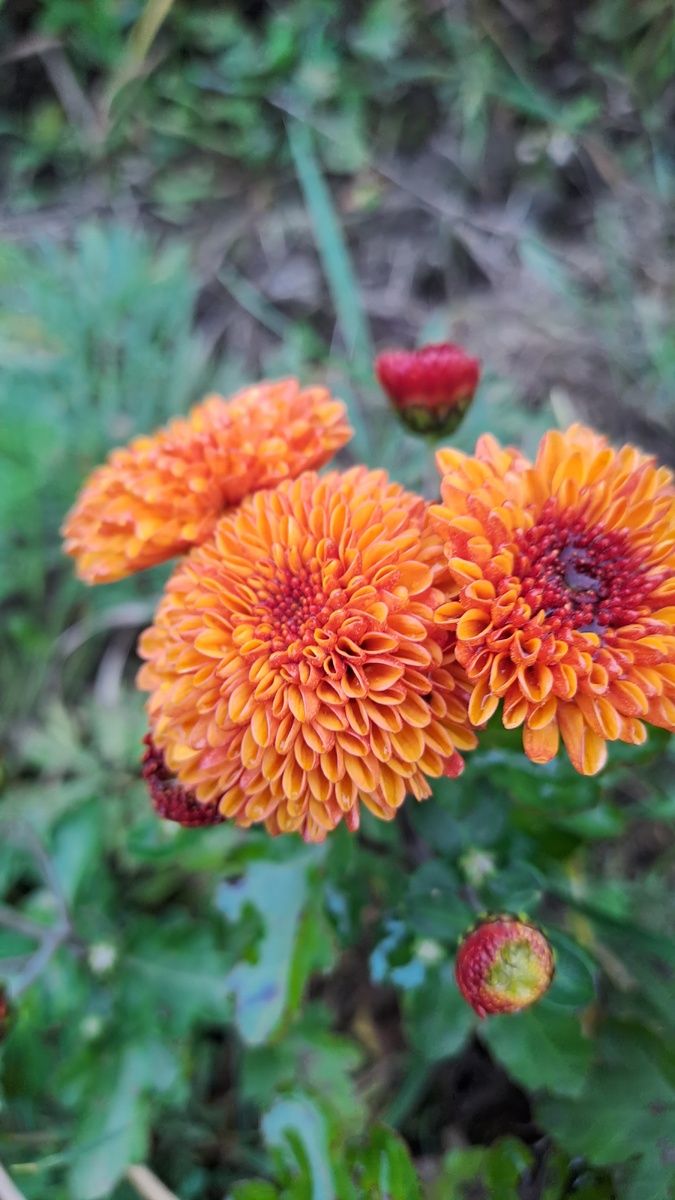 Хризантема помпонная Гир Гар- бордюрная маленькая, компактная и очень яркая. Цвет -хамелеон: бутоны красные, затем оранжевеет. Очень плотно друг к другу сидят цветы, как будто шапочка получается (фото автора)