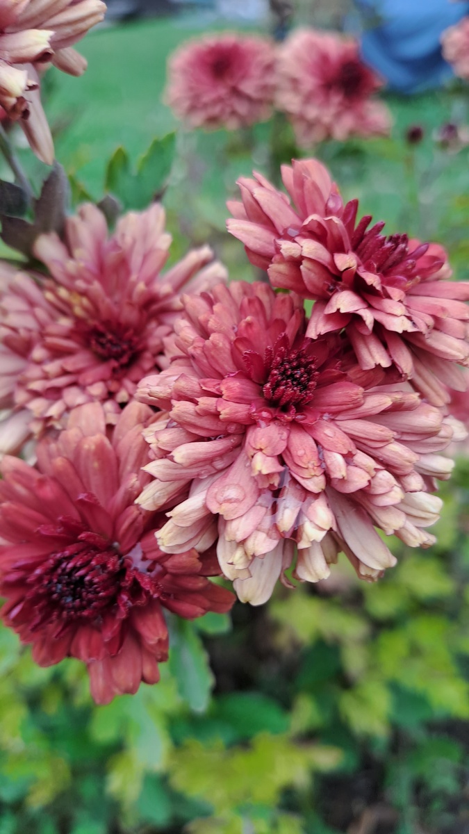 Одна из первых хризантем моих, которая уже не первый год растет "Бронзовый закат ". Уже повыше предыдущей, цветы махровые, снаружи красно-бордовые,  а снизу- оранжевые. Кустик рыхлый, поэтому рядом можно кого нибудь по соседству для плотности. У меня очиток видный рядом, цветёт тоже бордово-розовыми звёздочками и хорошо сочетаются вместе (фото автора)