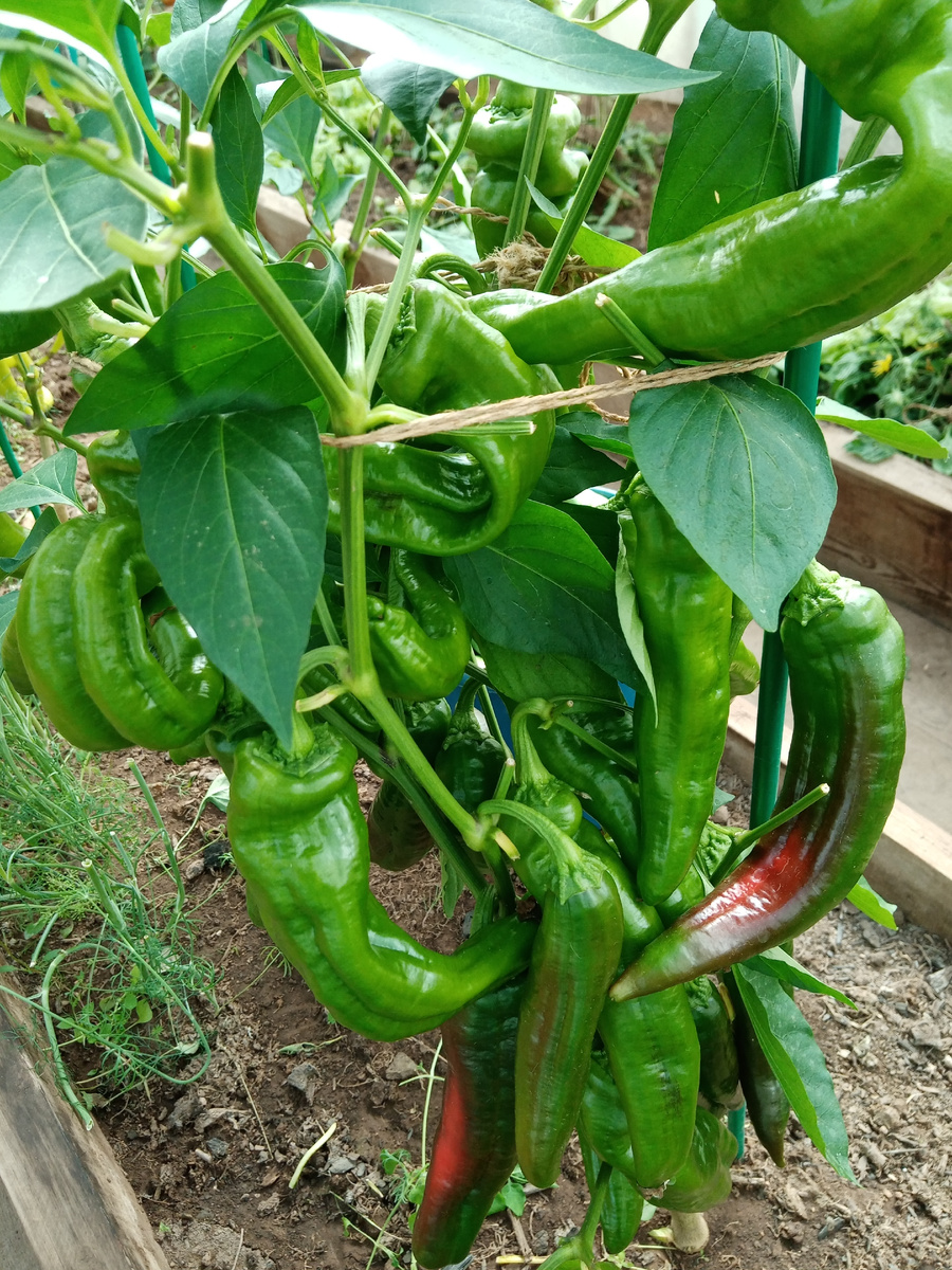 в августе один куст /фото автора