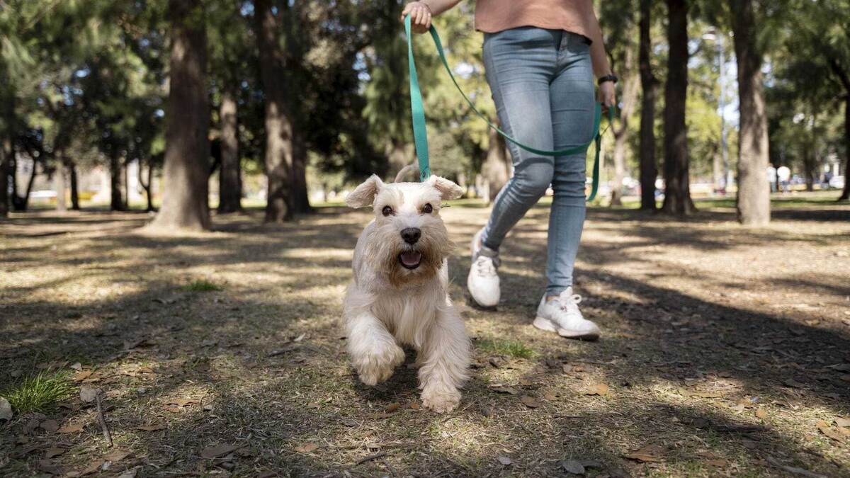    Как гулять с питомцами? Фото: Freepik