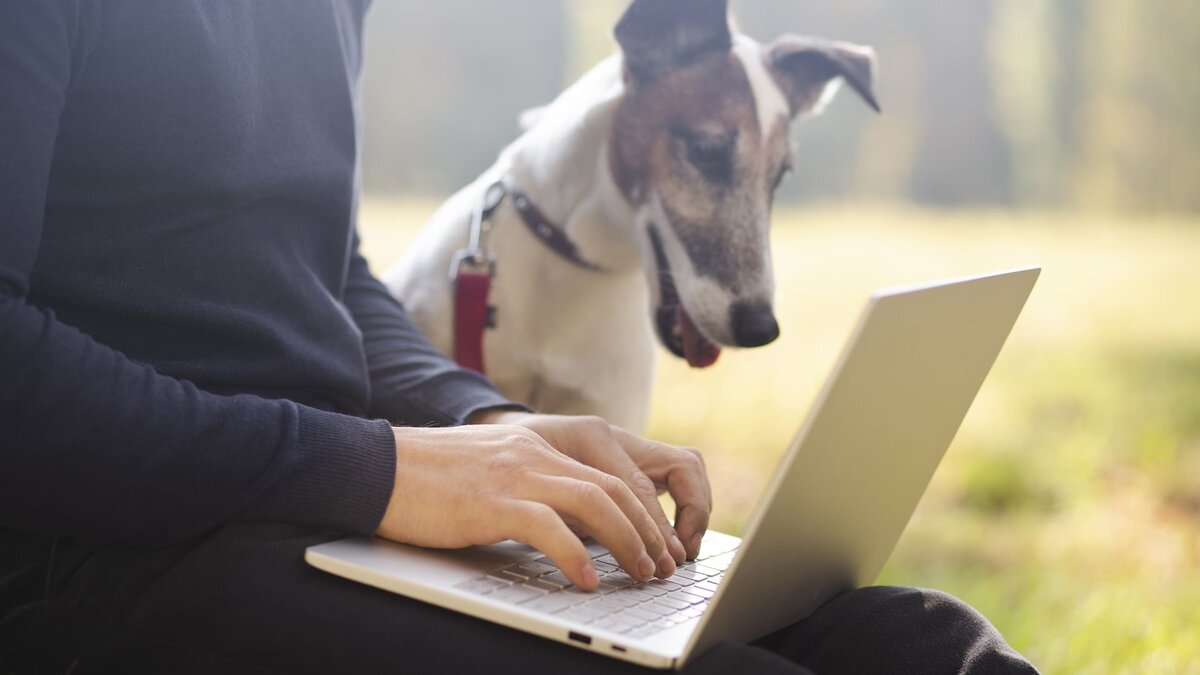    Что о выгуле собак говорит закон? Фото: Freepik