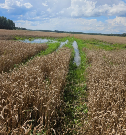 Пшеницу собрали - только на корм скоту: Латвия становится зоной рискованного земледелия