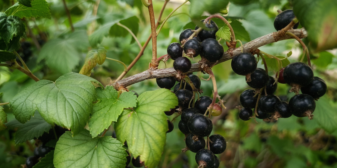 Чёрная смородина: как определить старые ветви для обрезки в сентябре