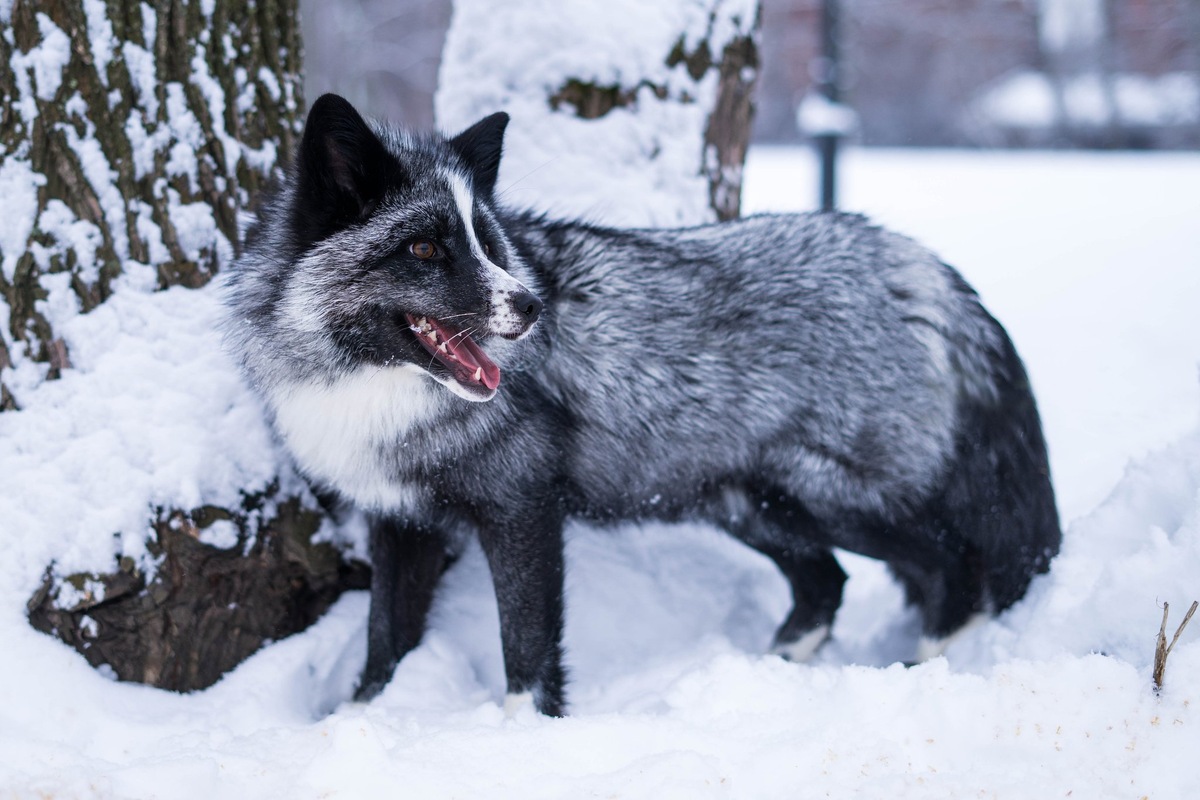 Чернобурка в этой книге выступает как хранительница Марты, помогая ей принимать сложные решения в критический момент
