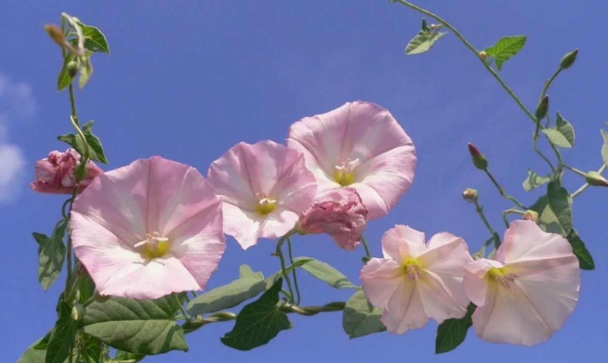 Вьюнок полевой