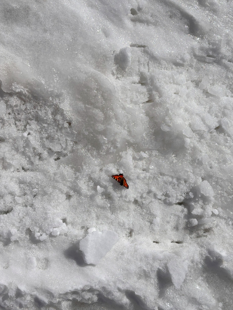 Как она долетела сюда остается загадкой, но это высота около 4к