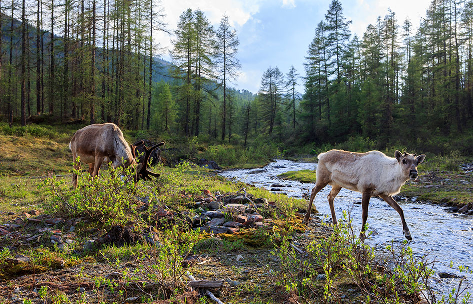 В стойбище пришла оленуха, никто не знал, откуда . Фото Бориса Слепнева
