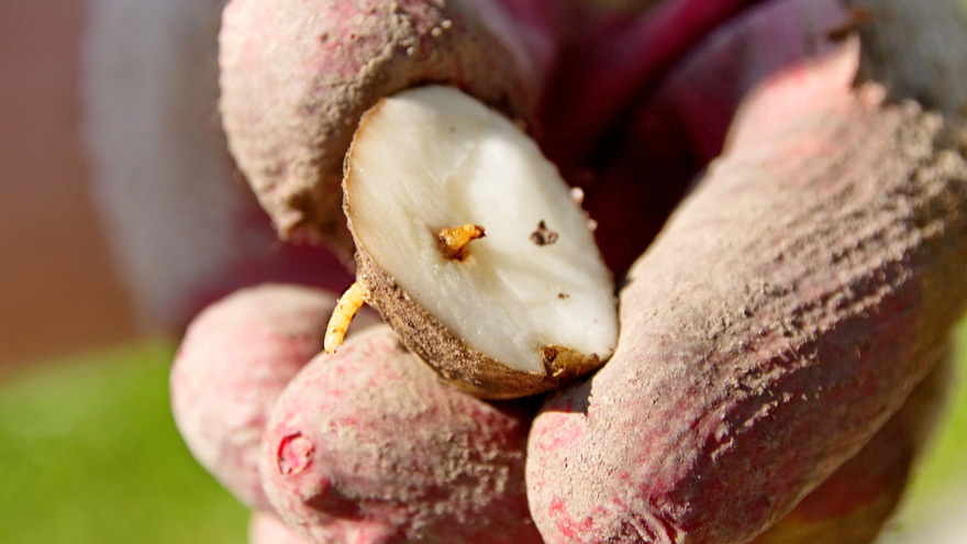 Засеваю осенние сидераты по дедовскому способу. Проволочник исчезает навсегда за 45 дней до морозов