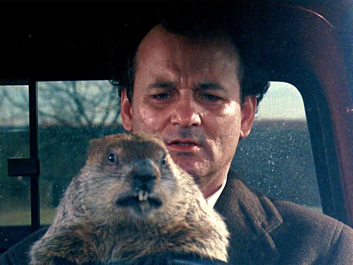 Источник фото:https://kuban24.tv/item/den-surka-krasnodarskie-istorii-167060