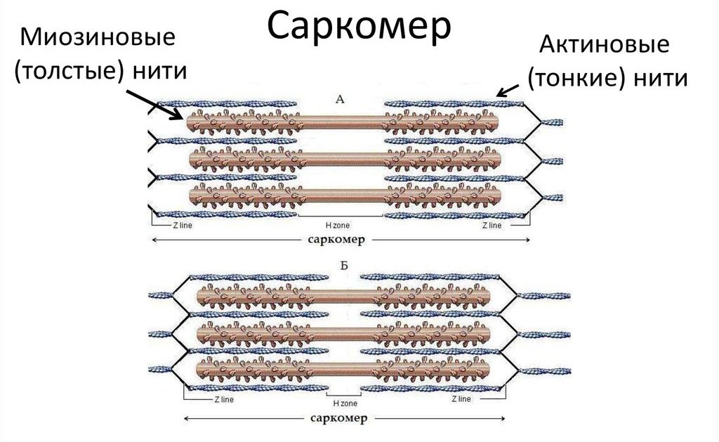 саркомер