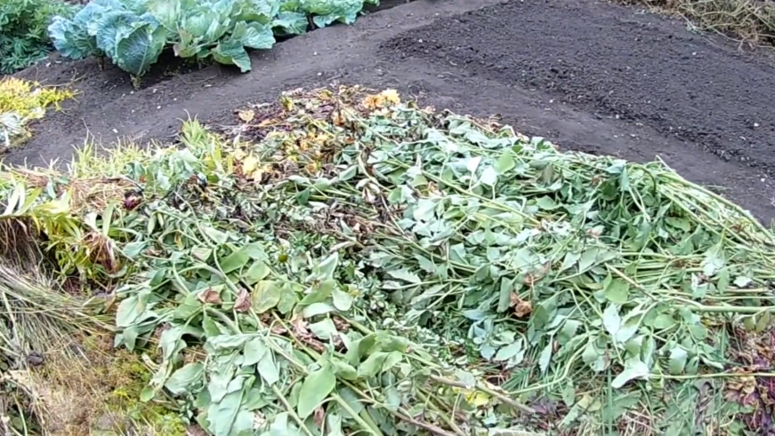 Типичная картина сентября - тонны "бесполезных" растительных остатков