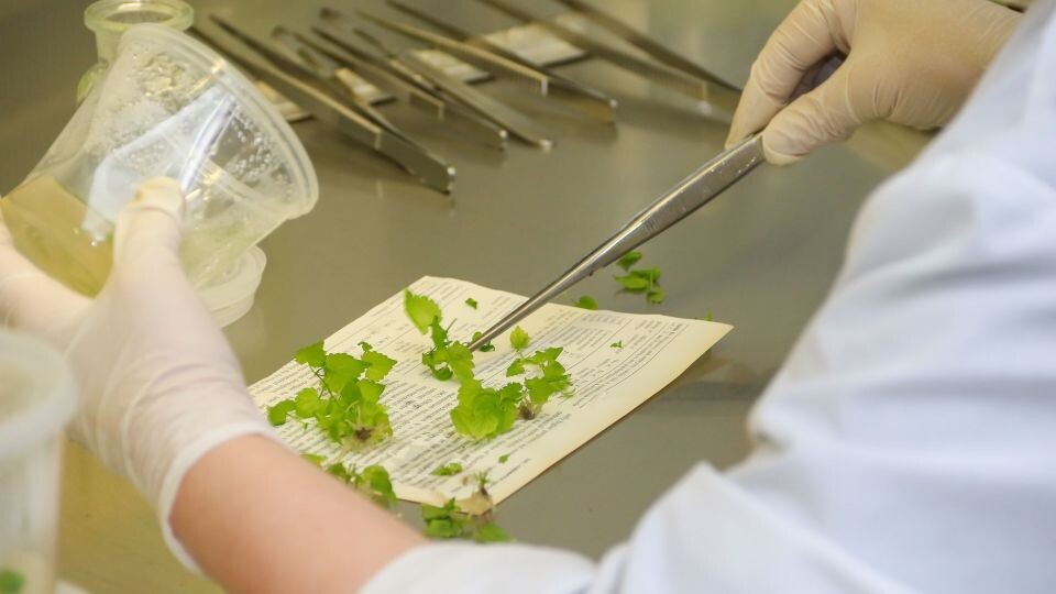    Выращивание хмеля в АлтГУ. Источник: Виталий Барабаш