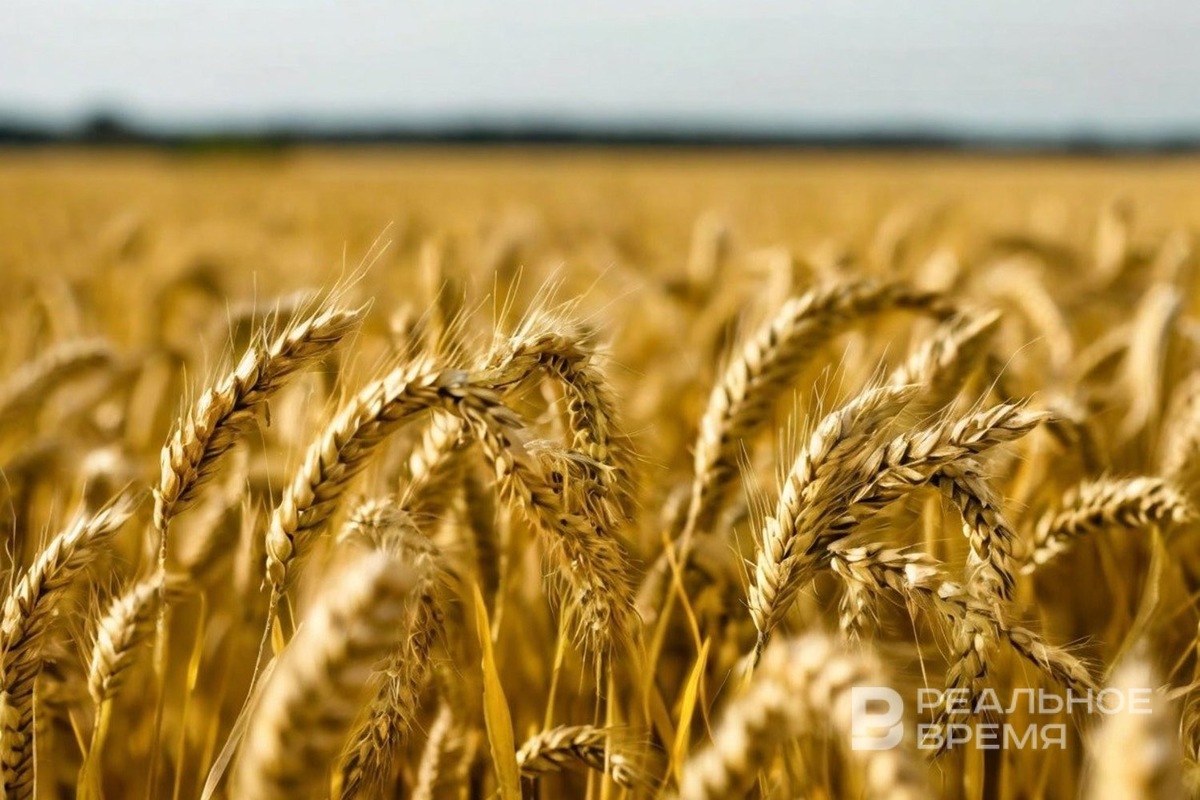   Реальное время / realnoevremya.ru