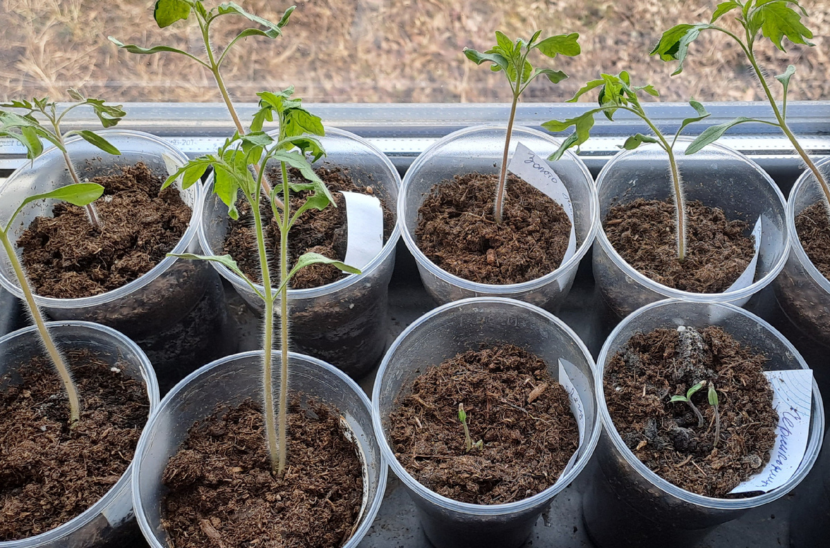 В рассаде был "тугодум", выделяется среди остальных тем, что только только взошел (второй справа стаканчик с проклюнувшимся ростком), тогда как остальные уже были вполне нормальными растениями. Справа от него тоже долго думающий сорт, но о нем позже (фото автора)