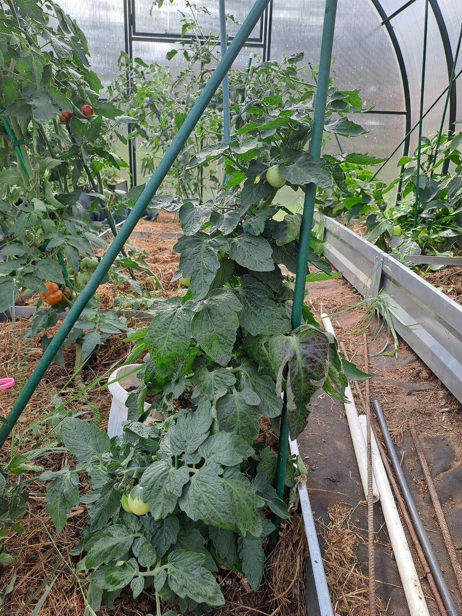 Вот он. Плодов практически не видно, опирается просто на опору, даже подвязывать не пришлось. За ним горшок с таким же растением, но поменьше,  снимать отдельно уже не стала😁(фото автора)