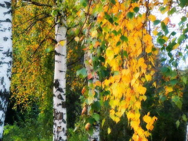 картинка из интернета