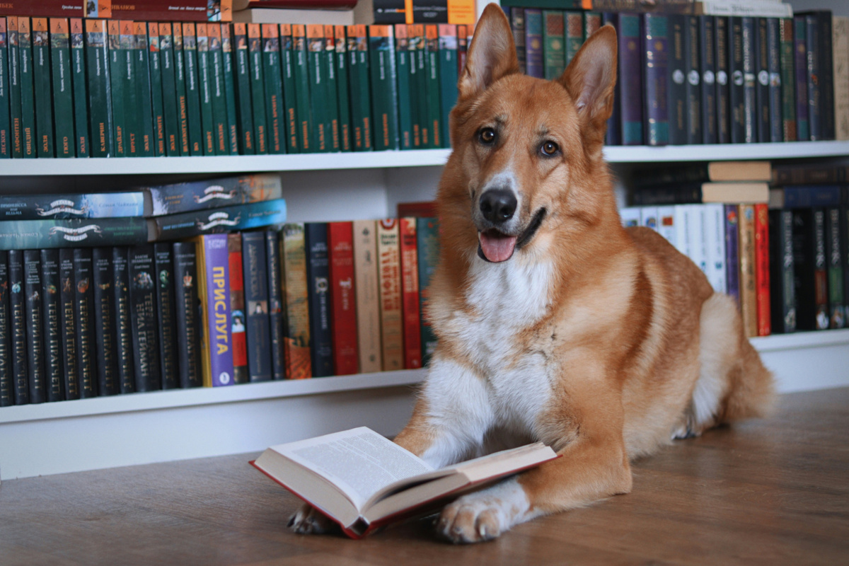 Вы совершили смелый поступок, взяв собаку – не бойтесь идти до конца, отвергая всё , что другие считают невозможным. Фото anotherxlife/Unsplash