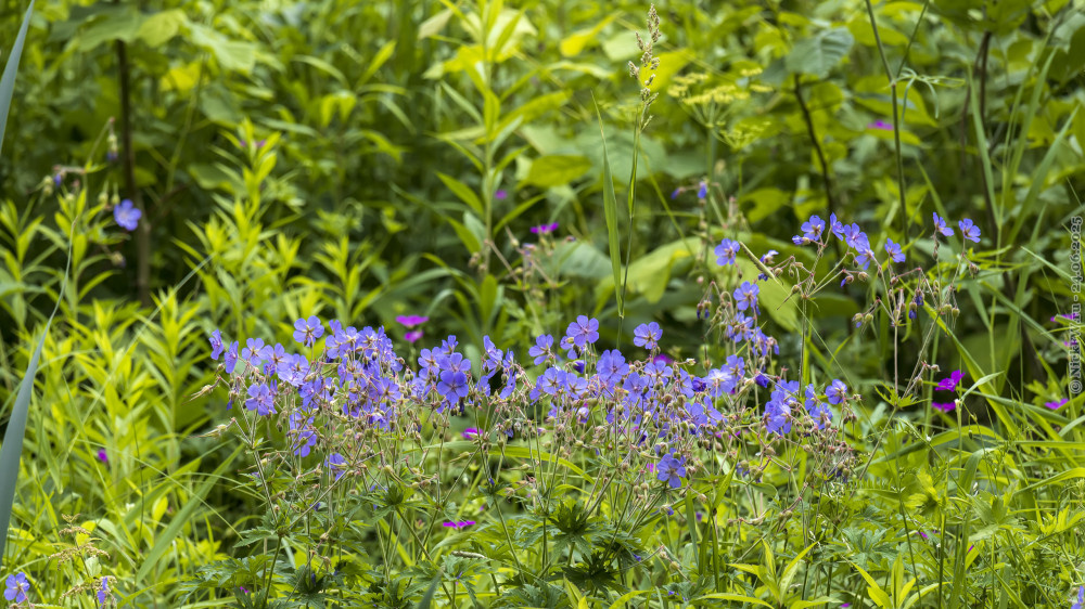 Цветочки в сквере по Олонецкому проезду... © NickFW.ru — 24.06.2025г.